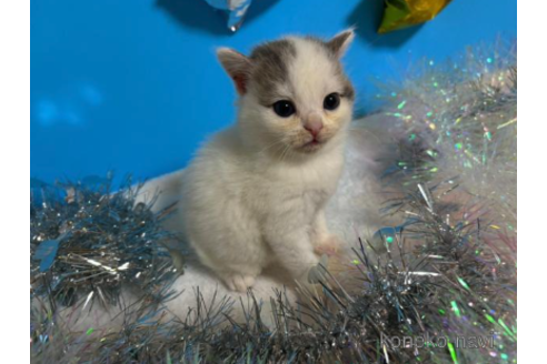 成約済の大阪府のスコティッシュフォールド-68374の3枚目